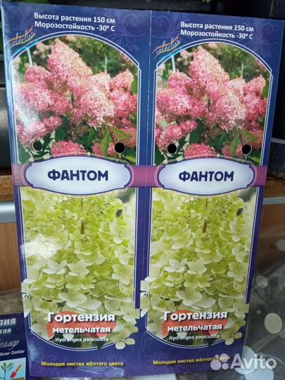 Гортензия метельчатая Фантом, Сильвер доллар