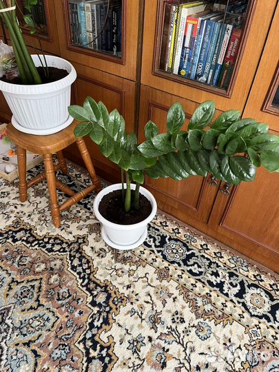 Замиокулькас- долларовое дерево