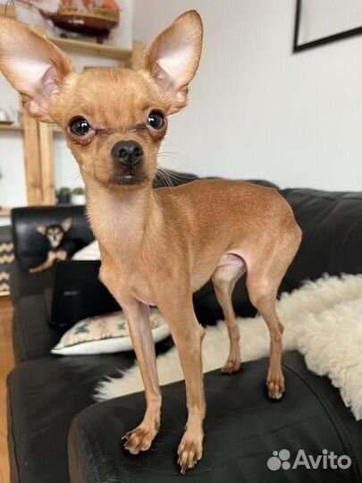 Той-терьер мини вязка