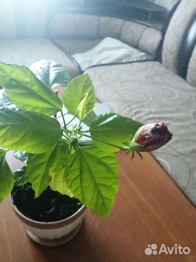Китайская роза