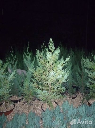 Купресоцепарис Лейланда Сupressocyparis leylandii
