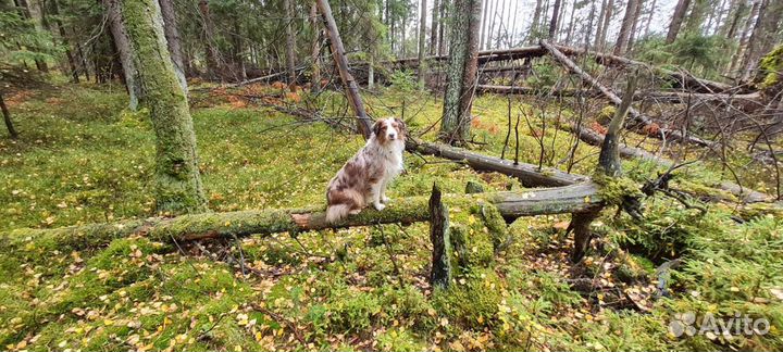 Выгул Собак