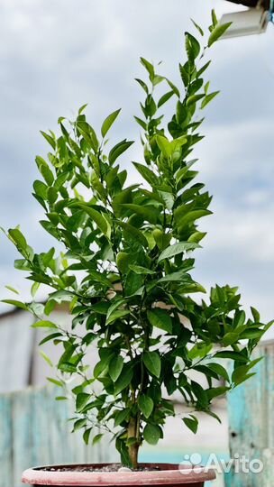 Лимонное дерево