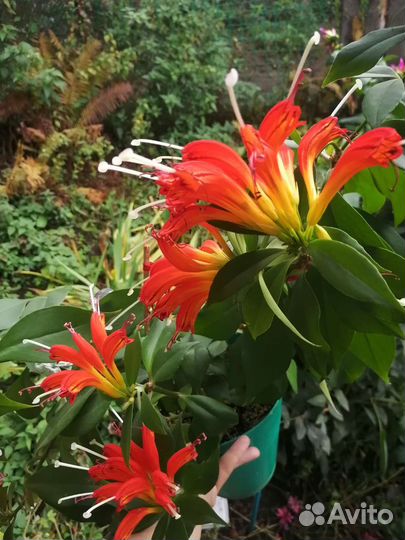 Эсхинантус