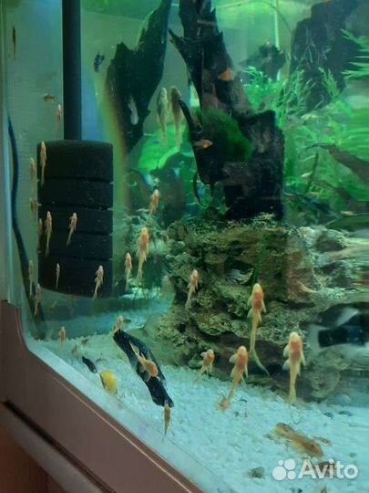 Анциструс Super Red (Супер рэд)