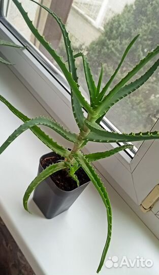 Алоэ лечебный