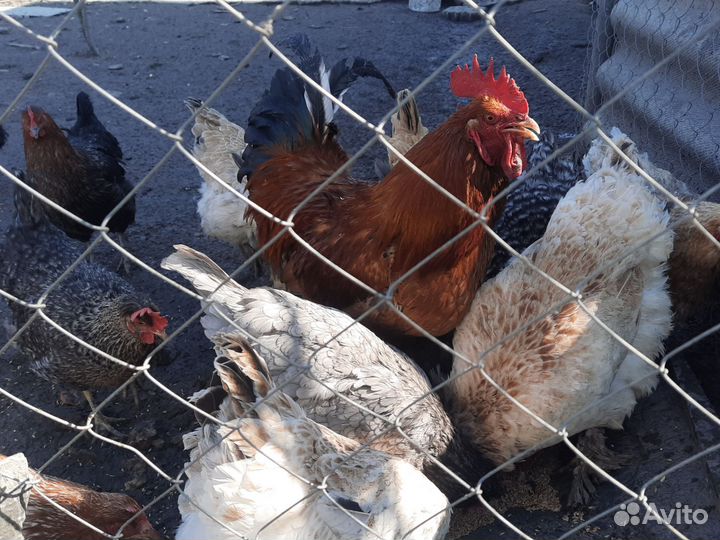 Инкубационное яйцо кур (помесь)