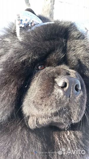 Кобель чау чау ищет любовь