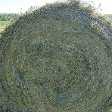 Продам сено в рулонах