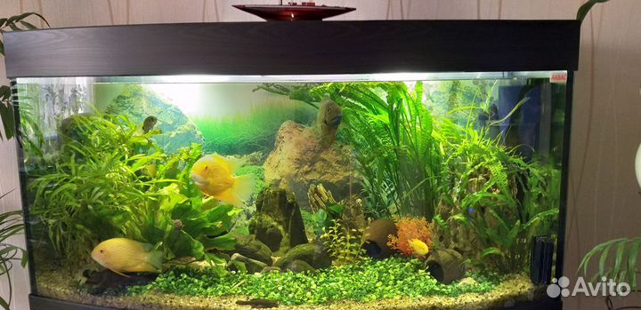 Аквариумы