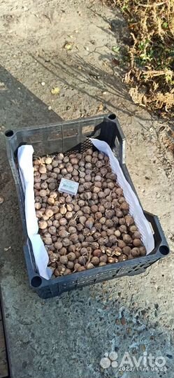 Однозубка чеснока Добрыня