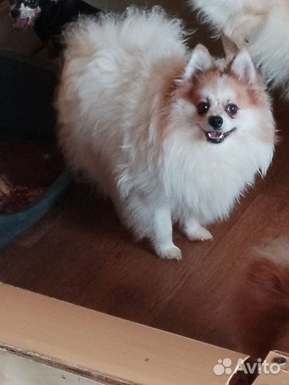 Немецкий щпиц