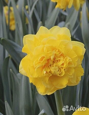 Луковицы тюльпанов