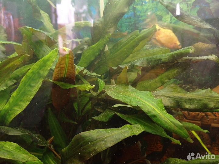 Водоросли для аквариума