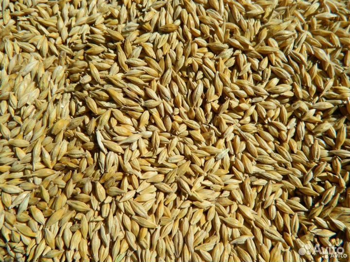 Ячмень, пшеница