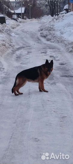 Немецкая овчарка