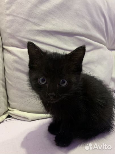 Котик в добрые руки