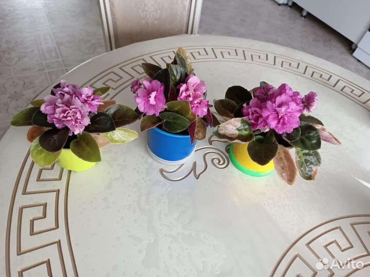 Фиалка махровая розовая