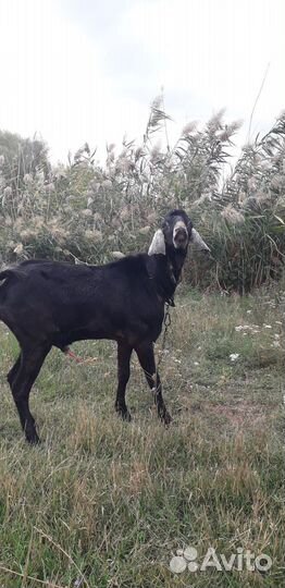 Сельхоз животные