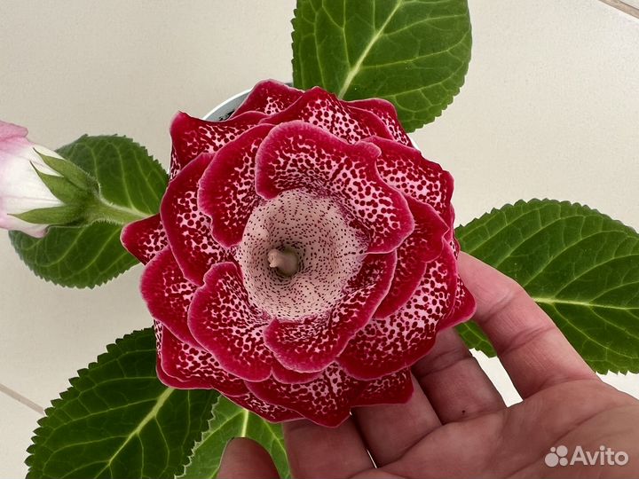 Глоксиния махровая