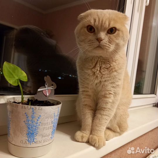 Шотландский вислоухий кот вязка