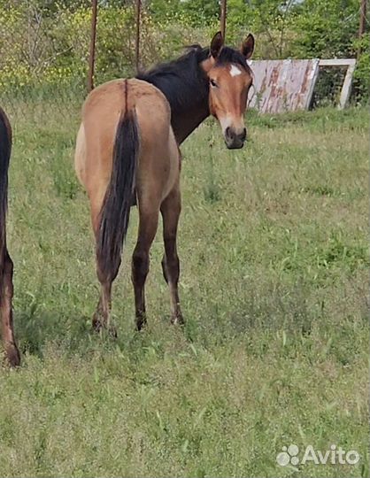 Лошади кобылки