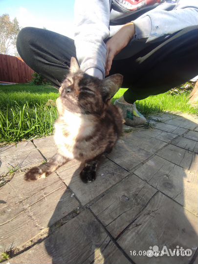 Кошечка в добрые руки