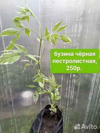 Лещина красн./Сирень/спирея и др