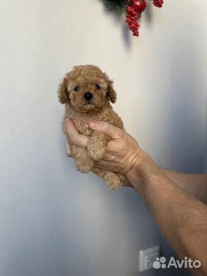 Микро мальчики и девочки