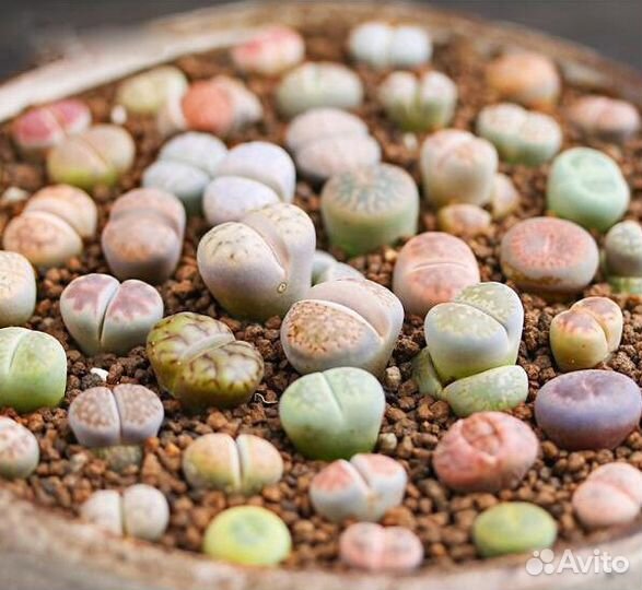 Литопсы живые камни смесь семян 10 шт суккуленты