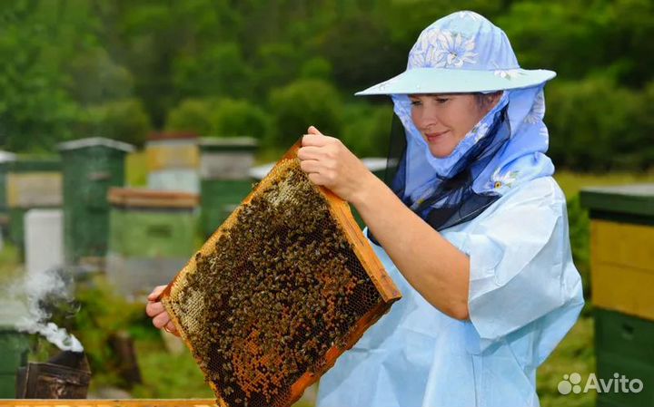 Пчелосемьи