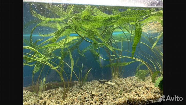 Криптокарина