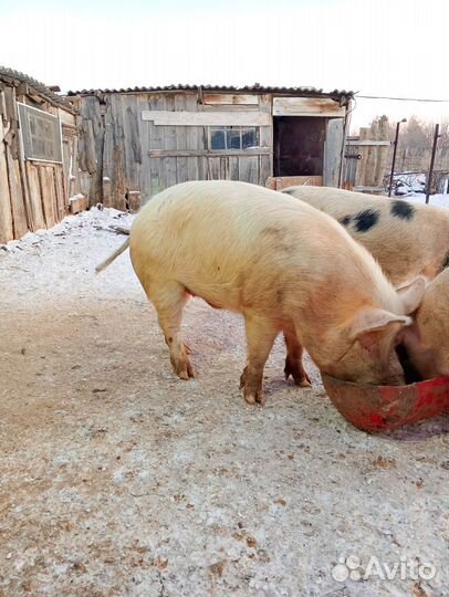 Продам хряка на племя