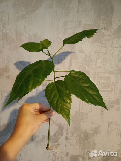 Гибискус китайская роза