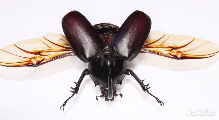 Жук-носорог Eupatorus birmanicus