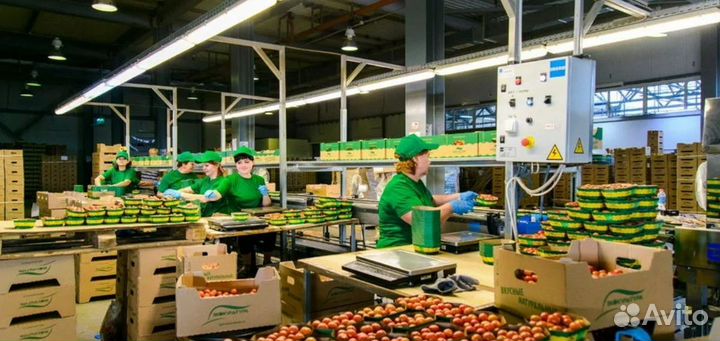 Фасовка упаковка овощей Вахта с проживанием+питани