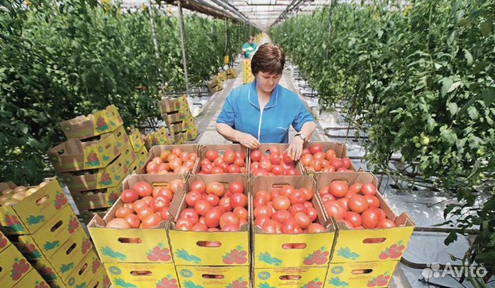 Вахта в Москве / Овощевод в Агрокомплекс томатов