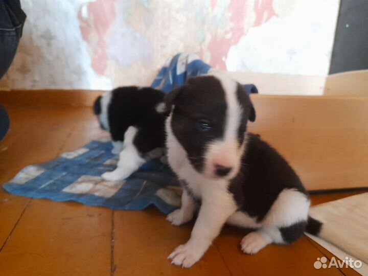 Щенок собаки