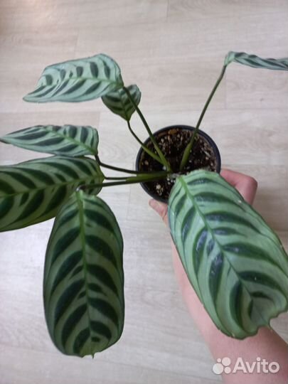 Ктенанта Бурле-Маркси