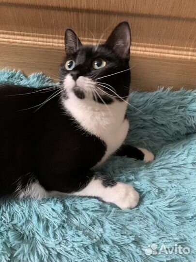 Кошка в дар