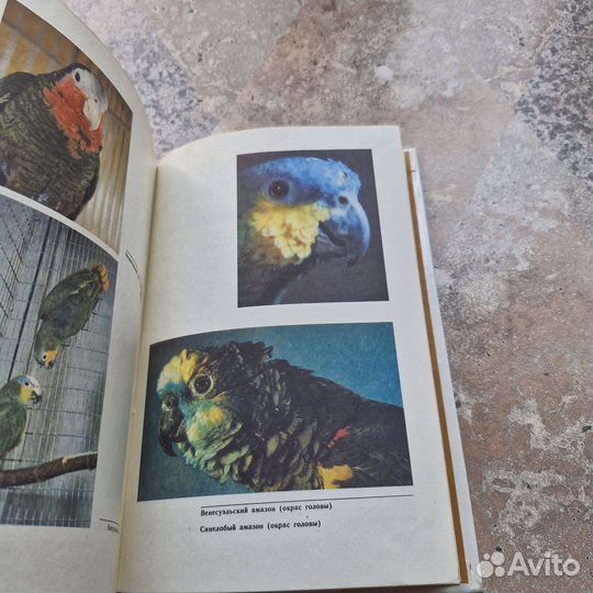 Птицы в доме. Шнейдер. 1991 г