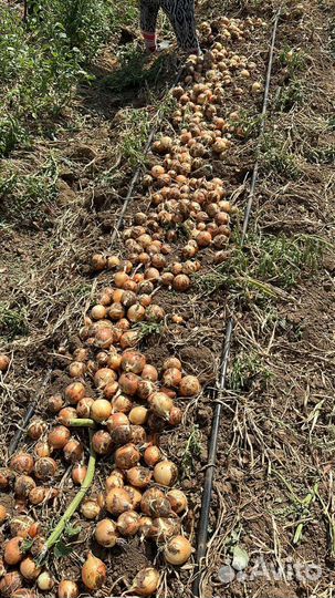 Лук репчатый оптом