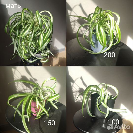 Хлорофитум кудрявый