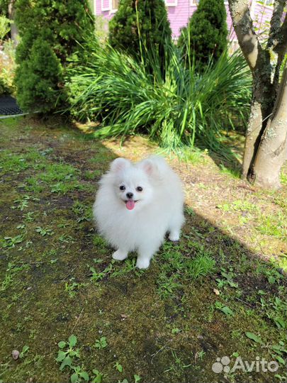 Померанский шпиц мини мини девочка белого окраса