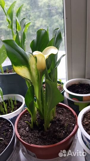 Каллы цветные в горшке