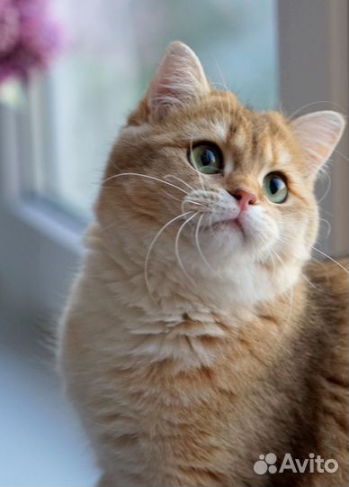 Золотой британский котик