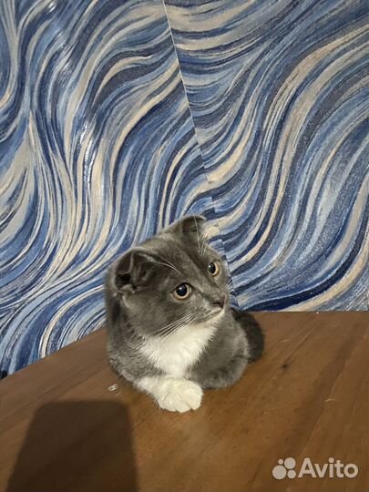Шотландская вислоухая кошка бесплатно
