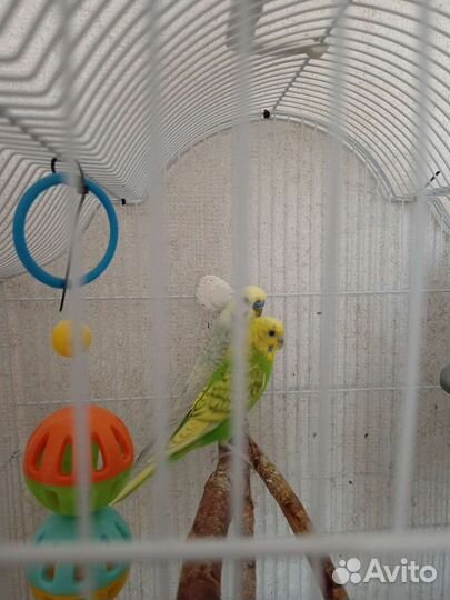 Попугай с клеткой