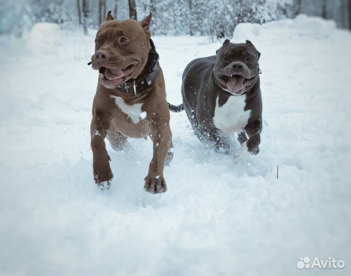 Американский булли вязка