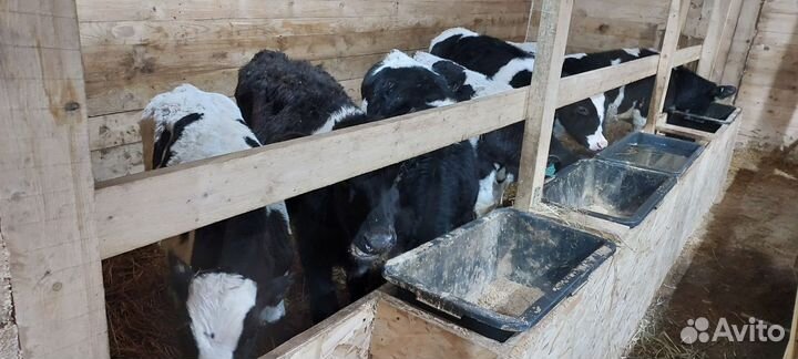 Телята бычки быки